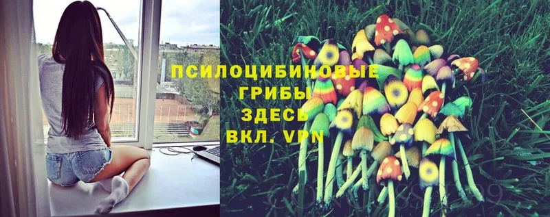 Галлюциногенные грибы Psilocybe  наркота  Каменка 